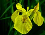 SUMPF-IRIS in gelb ... SUMPF-IRIS in gelb ...