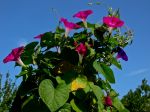 HOCHSOMMER HOCHSOMMER