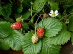 GARTENSPAZIERGANG IM NOVEMBER 5