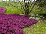 BOTANISCHER GARTEN ZÜRICH