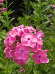 Phlox Phlox