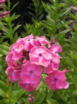 Phlox