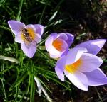 Besuch auf Krokus Besuch auf Krokus