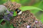 Sommerflieder Sommerflieder