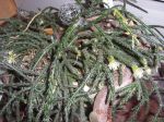 Rhipsalis Rhipsalis