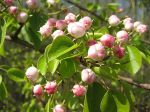 Holzapfel-Knospen .... Holzapfel-Knospen ....