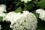 Ballhortensie Annabelle mit Hummel