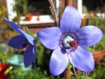 Rankende Glockenblume Rankende Glockenblume