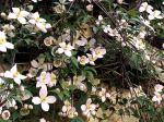 Clematis Clematis