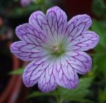 Geranium versicolor var Geranium versicolor var