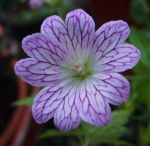 Geranium versicolor var