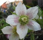 gepunktete Lenzrose gepunktete Lenzrose