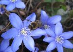Einen Besuch auf dem Leberblümchen ... Einen Besuch auf dem Leberblümchen ...
