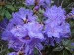 Blaue Pracht Blaue Pracht