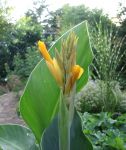 Cannablüte öffnet sich Cannablüte öffnet sich