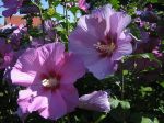 Hibiskus Hibiskus