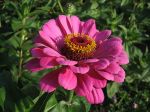 Zinnien