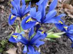 Blaues Band 1 Blaues Band 1