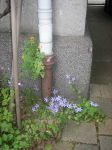 Zuf?llig, bunt und schön - Ritzenvegetation Zuf?llig, bunt und schön - Ritzenvegetation