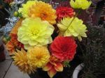 Die letzten Dahlienblüten Die letzten Dahlienblüten
