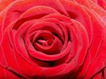 Eine von f?nfzig roten Rosen...