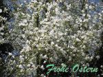 Magnolienblüten im Wind