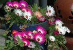 Mittagsblümchen Mittagsblümchen