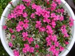 Rhodohypoxis baurii Rhodohypoxis baurii