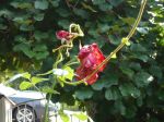 Rose und Kiwi Rose und Kiwi