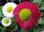 Schneeweißchen und Rosenrot Schneeweißchen und Rosenrot