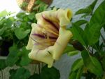 Solandra grandiflora