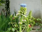 blaue Blume blaue Blume