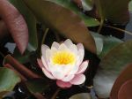 Die Blüte der Weißen Seerose... Die Blüte der Weißen Seerose...