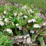 Helleborus helle Blüte Helleborus helle Blüte