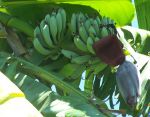 Bananenstaude mit Blüte