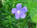 geranium  sylvaticum...