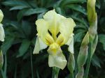 iris barbata-elatior Yellow Star iris barbata-elatior Yellow Star