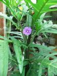 Känguruh- Apfel - Solanum laciniatum Känguruh- Apfel - Solanum laciniatum