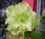 helleborus-s?mling helleborus-s?mling