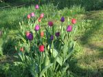 tulpen-probe tulpen-probe