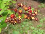 die weinbeeren ... die weinbeeren ...