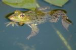 Drei-Augen-Frosch