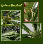 Gr?nes Heupferd (Tettigonia viridissima) Gr?nes Heupferd (Tettigonia viridissima)
