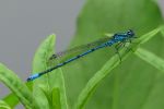 Libelle Libelle