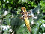 Plattbauchlibelle Plattbauchlibelle