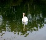 Morgens am See Morgens am See