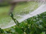 spinnweben heute spinnweben heute