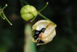 Wie sah meine Blüte aus?