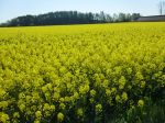 Letzter Spaziergang in die Leuchte