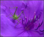 FLIPINE :-))) FLIPINE :-)))
